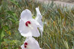 Swamp rosemallow